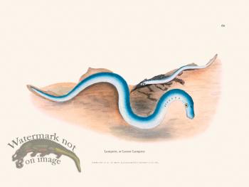 069 Lampern, or Lesser Lamprey